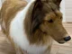 Toco the human dog