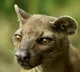 Giant Fossa