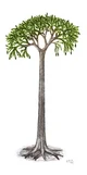 Lepidodendron Tree