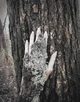 03 JUNIPER