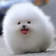 Tiny Pomeranian