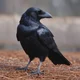 Crow