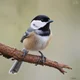 Chickadee
