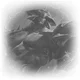 AATROX