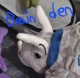 Brain den