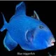 Moggerfish