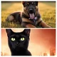 Dogs vs cats