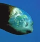 Barreleye