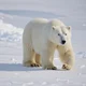 AI Polar Bear