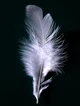 Torn Feather
