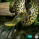 Anaconda 