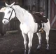 White Arabian Horse 