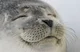 Cozy Seal