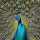 Azul The Peacock