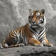Tim The Tiger