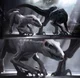 Indoraptor Ripper
