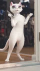Kitty Cat