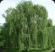 Weeping willow
