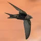 Harpy - Common swift