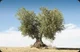 Olive tree TF