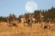 Deer Herd