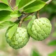 Sugar Apple