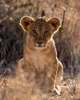 Lion Cub