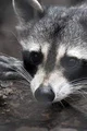 Raccoon