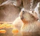 Capybara Hot Spring