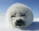 Baby Seal