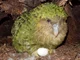 Kakapo 