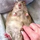 Obese rat