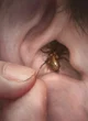 Ear tickler spider 