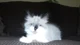 GG the Cat