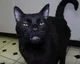 Sylvester