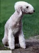 Mr Bedlington