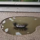 Lash in my puddle