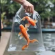 Kidnapped Koi Fish