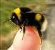 A bumblebee