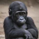 Baby gorilla 