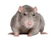 The great rat