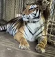 Zoo tigress