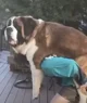 Giant female Dog