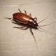Cockroach
