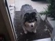 Comet the Pomsky