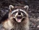 Rabies raccoon