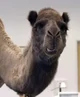 Caleb the Camel