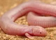 Mexican Mole Lizard