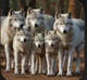 Wolf Pack