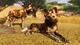 African Wild Dogs